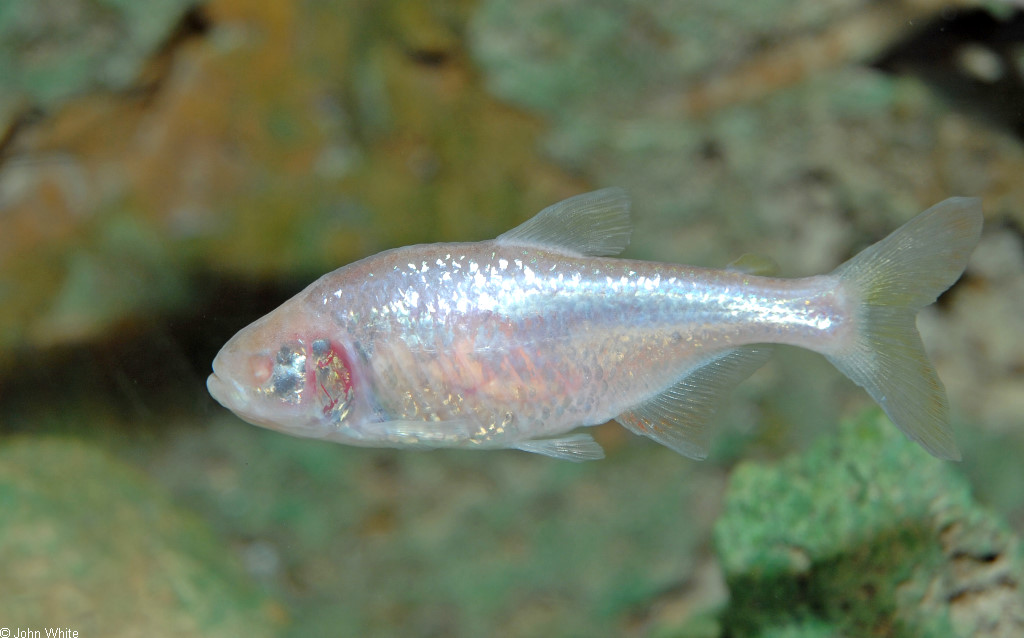 Anoptichthys jordani